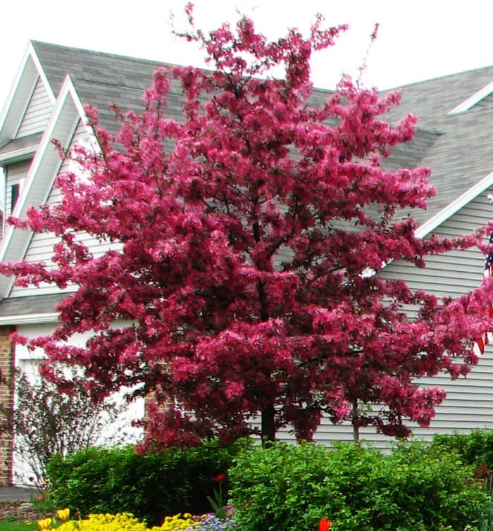 This is my "Profusion" crabapple tree in my front yard. It is plagued by disease if we have a wet spring.