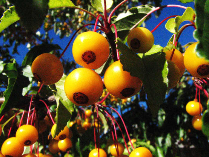 Tiny golden apples on my "Golden Raindrops" crabapple tree. It provides food for the birds all winter.