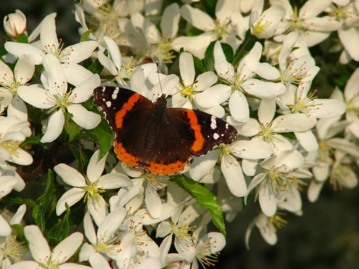 Bees and butterflies LOVE my "Golden Raindrops". The year this photo was taken, the tree was covered in migrating Red Admiral butterlies.