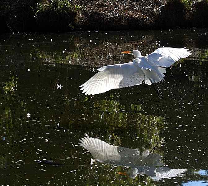 Ibises And Egrets Native Birds Of Florida Owlcation Ibises and egrets native birds of florida owlcation