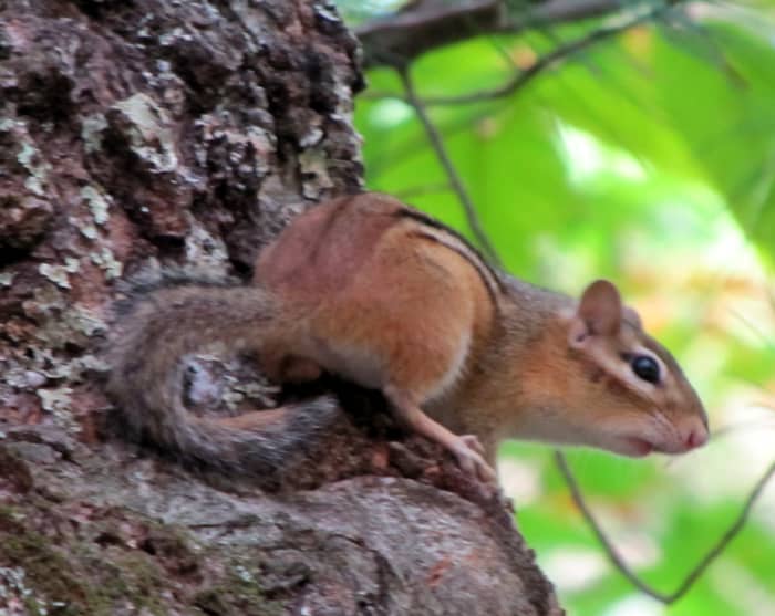 These little creatures are so fast that it's a good idea to take as many pictures as you can as some won't be good. This shot is not as crisp as I'd like but I love his expression.