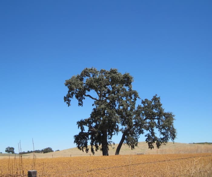This tree lives in a meadow near Pomar Junction Tasting Room and Vineyards. The picture was taken in August during the dry season.