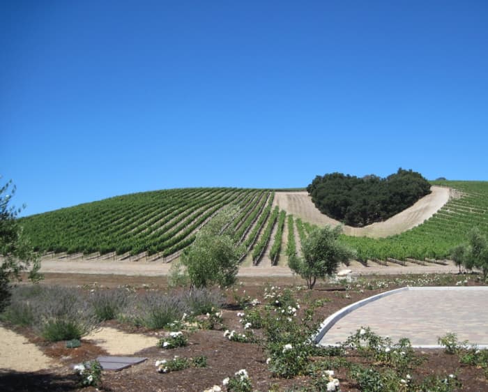 Heart Hill is a grove of oak trees which stands in the midst of the Niner Estates Vineyards in Paso Robles. The trees have been there in this heart shape since long before the grapes were planted.