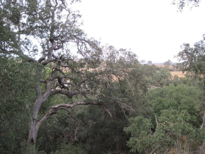 The weather has also changed the shape of this Arbor Road tree a bit. You can see the bent-over shape and the broken branches.