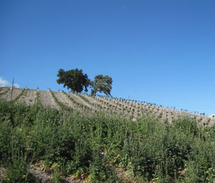 These two oaks, which appear to be different varieties, stand above the grape vines. In front you see a border of milk thistles in bloom.