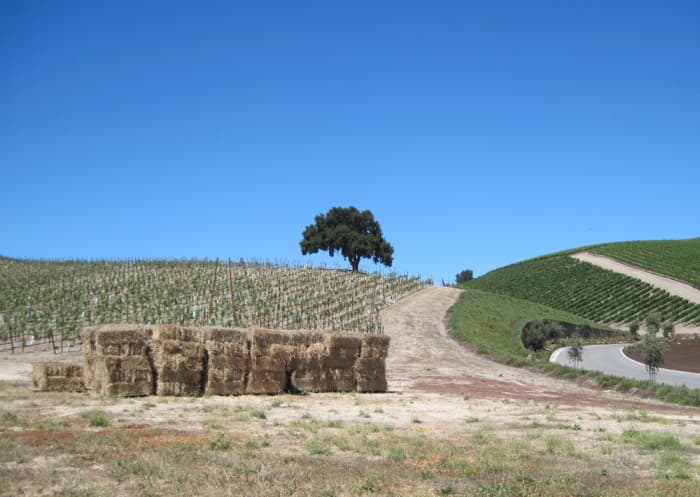 This oak sits in one of the newer vineyards behind the Niner Tasting Room in Paso Robles, California.