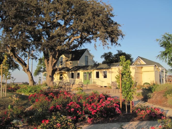 This oak gave shade to visitors of the Veris Tasting Room on Bethel Road in Templeton while it was still open. Now the property has changed to a distillery.