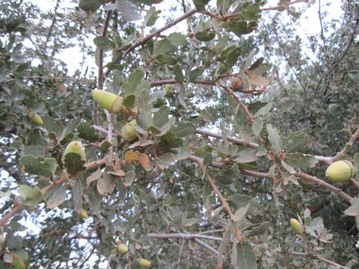 Every oak starts as an acorn similar to these. Each species has its own acorn shape. These acorns, as you see, come from a shrub variety of oak. This one was found on Arbor Road in Paso Robles