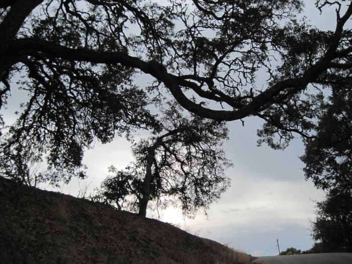 This small mishapen oak in the center is framed by the branches of a much larger cousin. This is another Arbor Road scene,