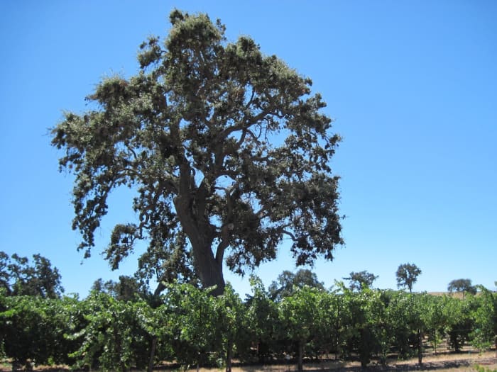 This is just one of the many oaks in the vineyards at Pomar Junction in Templeton, California