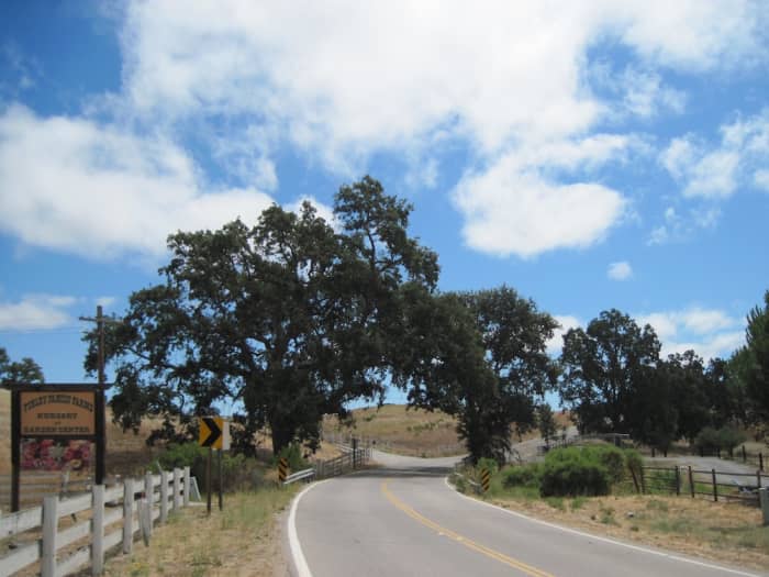 This was taken on El Pomar Road near Finley Family Farms in rural Templeton. It's proof that around almost every bend in the rural North County, you will find oaks.