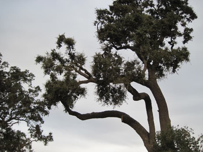 I love seeing the top of an oak against the sky. This one lives on Arbor Road, but you will find similar views almost anywhere in the rural parts of Paso Robles.