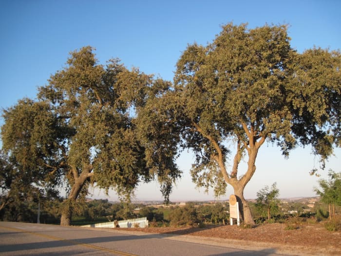 These oaks are some of many which line the streets of Bethel Road in Templeton between Highway 46 West and Las Tablas Road.