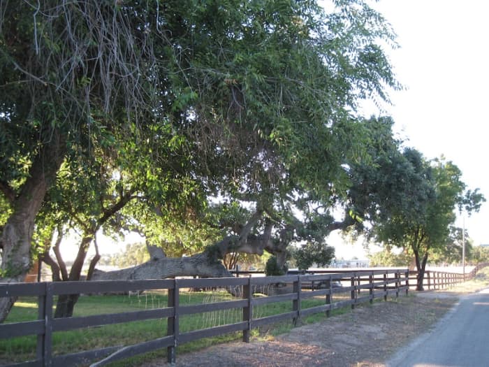 This tree was the first I'd ever seen growing parallel to the ground. A friend told me this can happen when the wind blows a young tree down and it just continues to grow that way. This tree can be seen along the Union Road Wine Trail in Paso Robles.