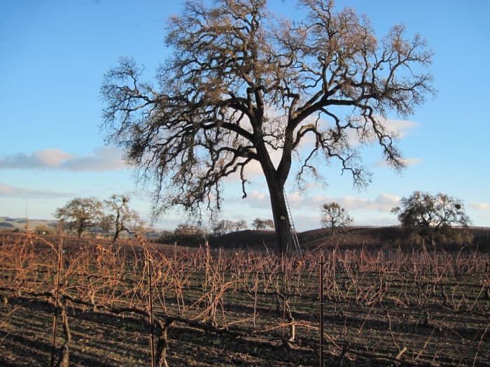 This oak tree sits in the middle of a vineyard near Peachy Canyon Tasting Room in Templeton, California. It was taken in winter.
