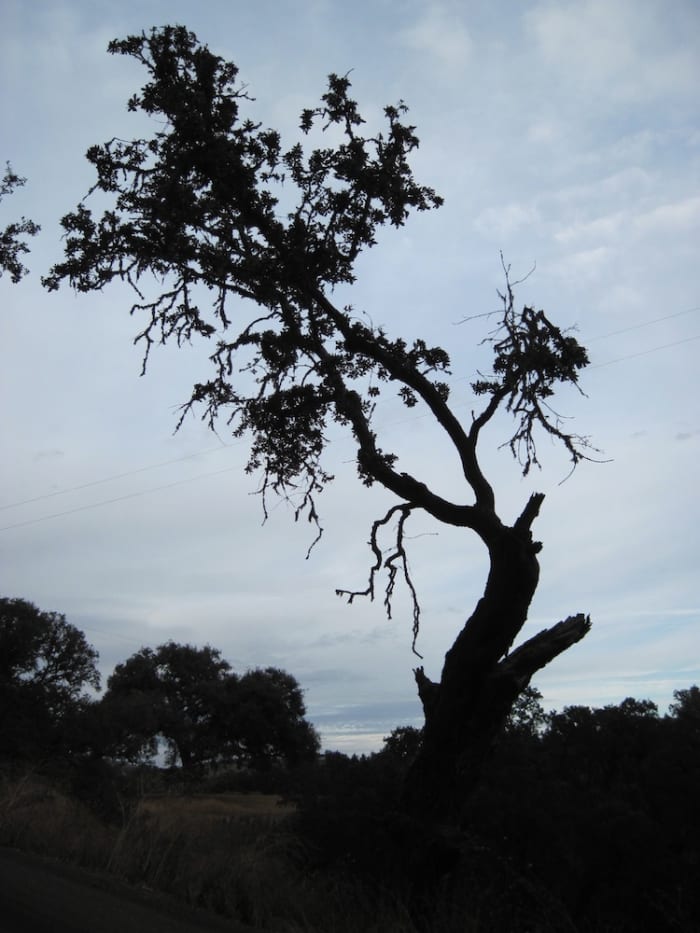 I believe brokenness gives trees more character. Arbor Road seems to be hard on trees, for this one lives there, too.