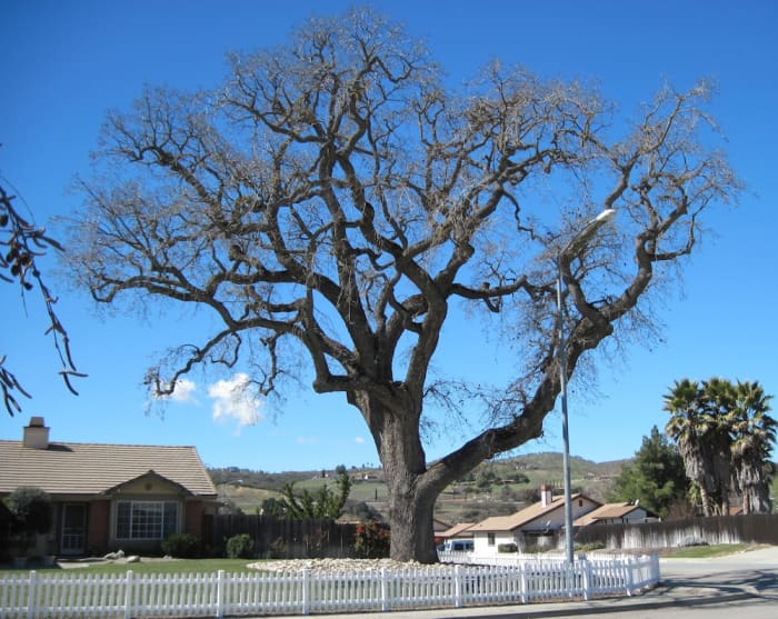 This oak is about three times the height of the house it's next to. It lives across the street from my mom's house in the Riverbank Tract in Paso Robles. It is February, so it has lost its leaves.