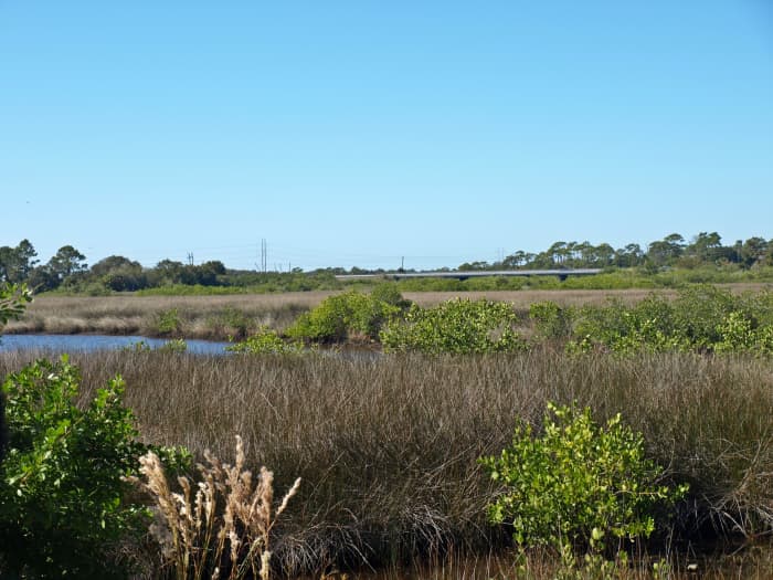 Upstream from the mouth, the Anclote River becomes shallow and is surrounded by salt marshes which are home to a variety of birds, fish, and shellfish.