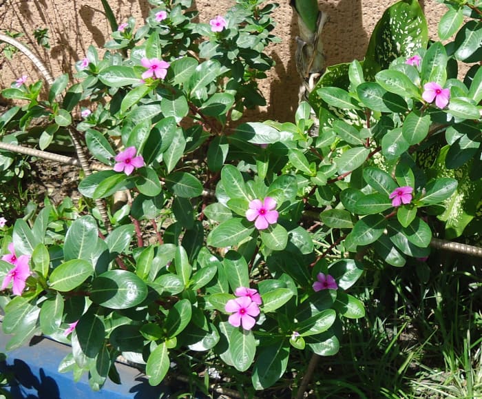 Herbs like Chichirica (Pink Periwinkle), Remedy Diabetes, also Cancer ...