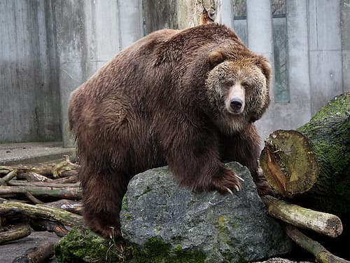 the-kodiak-bear-the-largest-bear-in-the-world-owlcation