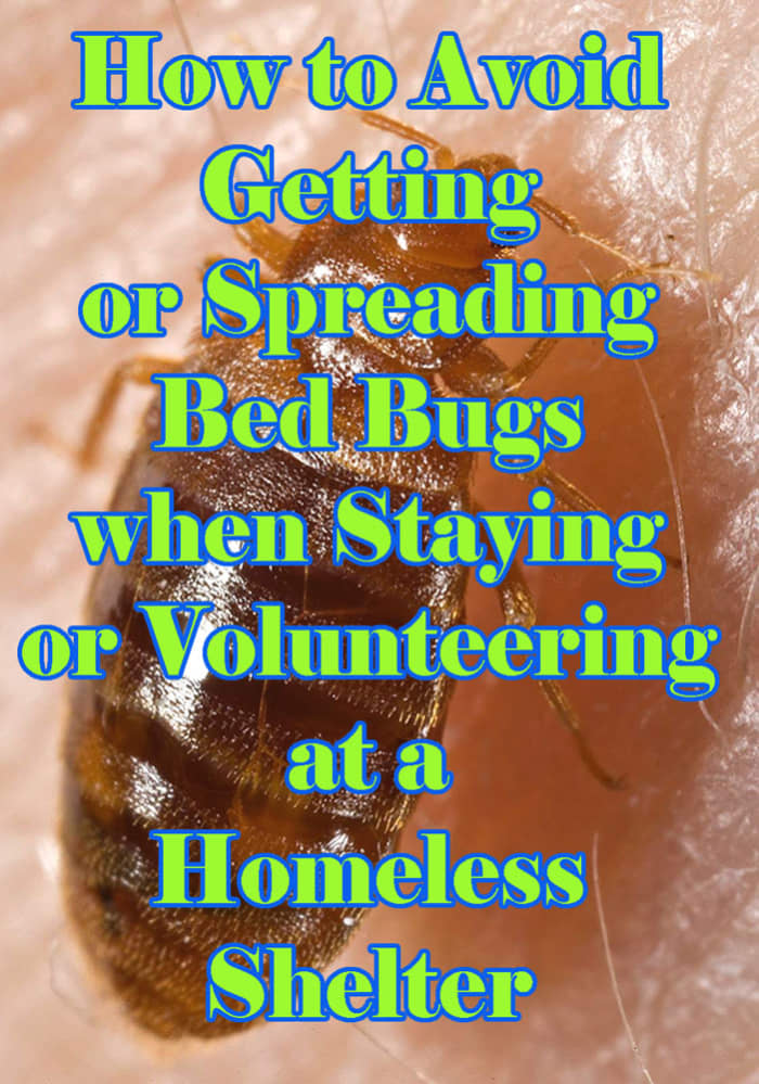 How To Avoid Getting Bed Bugs From Homeless Shelters Hubpages