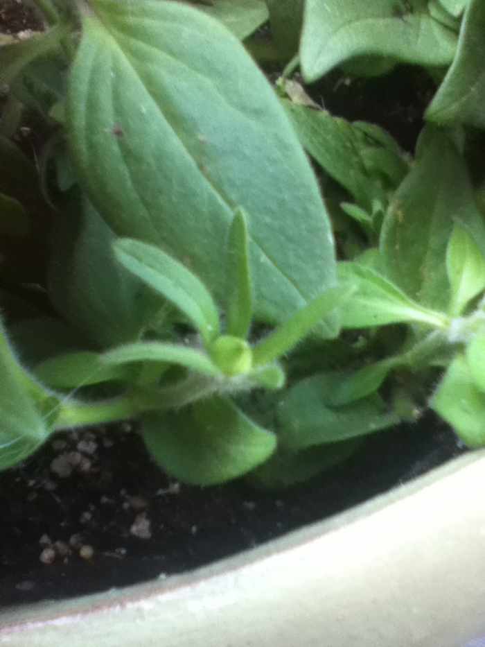 How to Prune and Trim Petunias Properly A Short Tutorial Dengarden