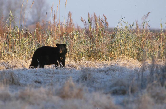 Black bears are protected in the Pocosin National Wildlife Refuge and are a common sight for visitors.