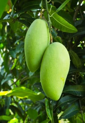 I think these are the long green mangoes that are less sour, with a touch of sweetness! Not sure, as this picture was borrowed off the web!
