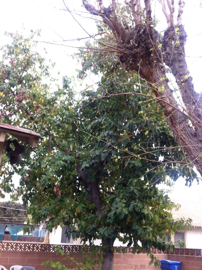 Avocado tree in the background, with a snippet of a Mulberry tree towards the front. Neither tree has been trimmed in over a year, if not more.