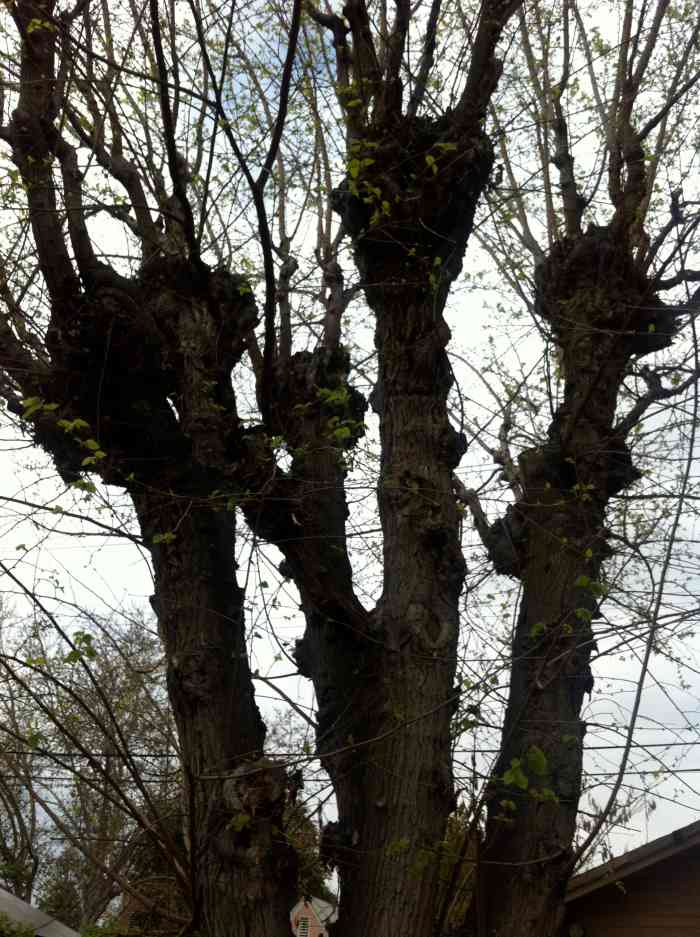 Mulberry tree prior to getting it trimmed, taken just days before. I wanted to get it trimmed before the mulberries started to grow and drop.