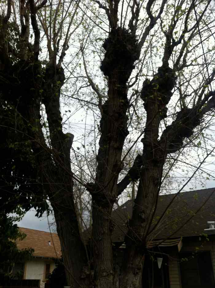 This Mulberry tree is capable of dropping hundreds of mulberries unless it gets trimmed.
