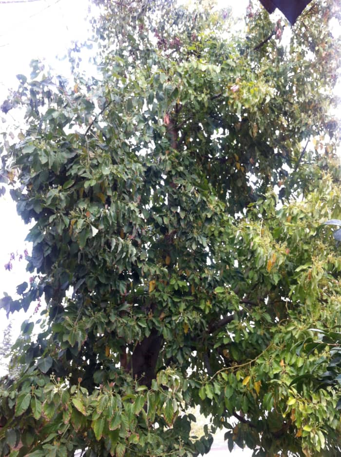 A very bushy Avocado tree before being trimmed. I had not had this tree trimmed in about 2-3 years.