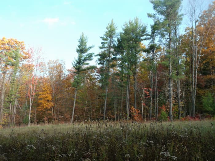 Looking from the edge of our woods across an open wildflower field to the woods beyond. That field is full of rodents! Ideal hunting grounds for predatory birds like hawks and owls.
