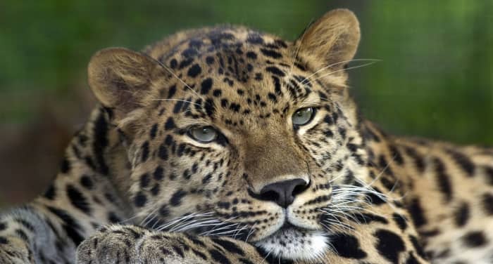 A photograph of an Amur Leopard (Panthera pardus orientalis). Picture taken at and identified by the Pittsburgh Zoo