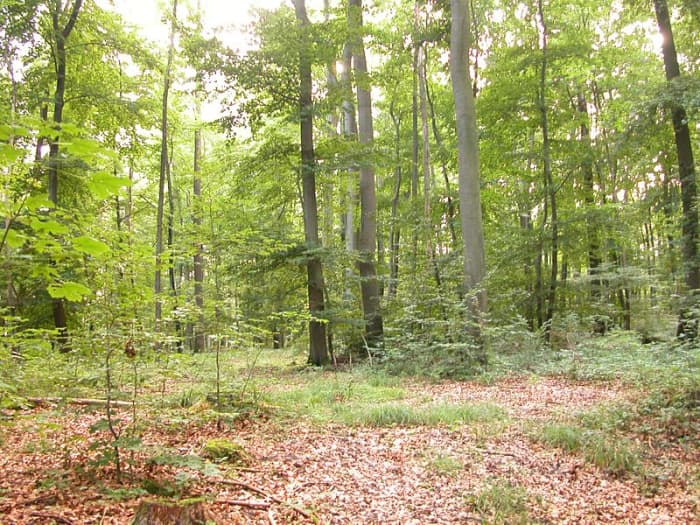 Mixed deciduous woodland is the natural habitat of both the blue and great tit, and is where both species flock together with other small birds during autumn, winter and early spring.