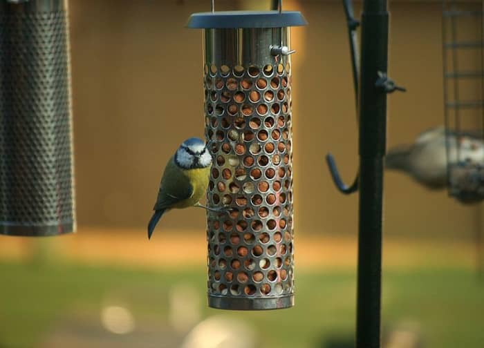 The agility of the blue tit enables it to both explore every nook and cranny of a tree and to feed on peanuts from a hanging feeder.