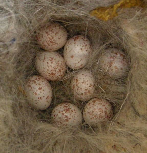 A clutch of great tit eggs. The blue tit's eggs are slightly smaller but very similar in colour. In both species the female incubates the eggs by herself for 12-16 days, often fed by the male while she is sitting on the nest..