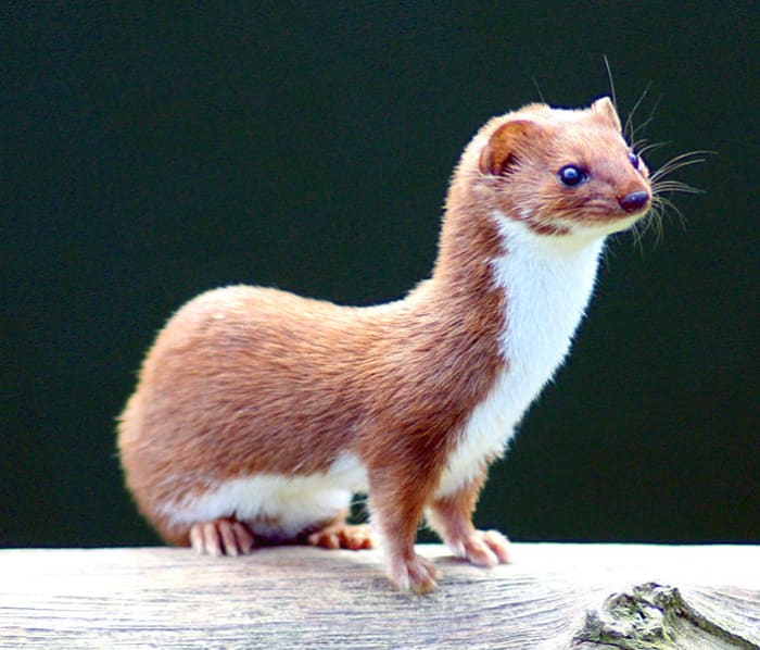 The European weasel is one of the few mammals that can squeeze through a blue and great tit nest hole.