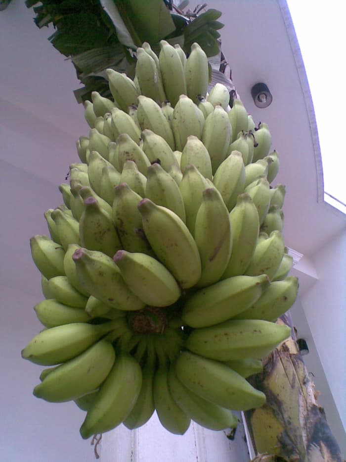cluster of plantains