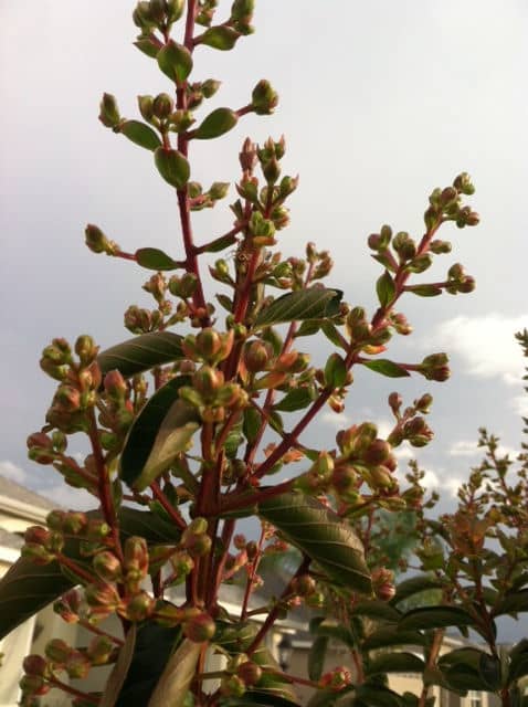 Here you can see the new bloom cycle that will yield twice as many flower heads as before.