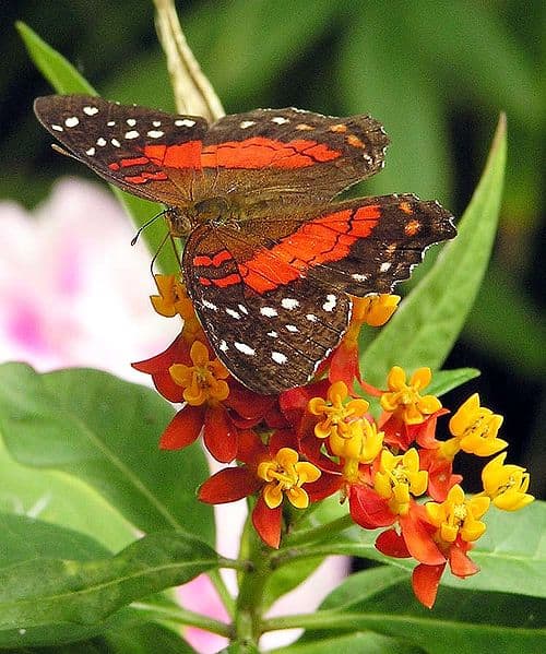 Butterfly milk weed is loved by the Scarlet Peacock butterfly.