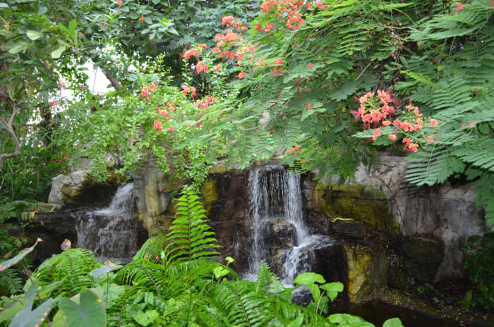 This is a picture inside of the conservatory where I have seen these butterflies. They thrive in a warm and tropical environment.