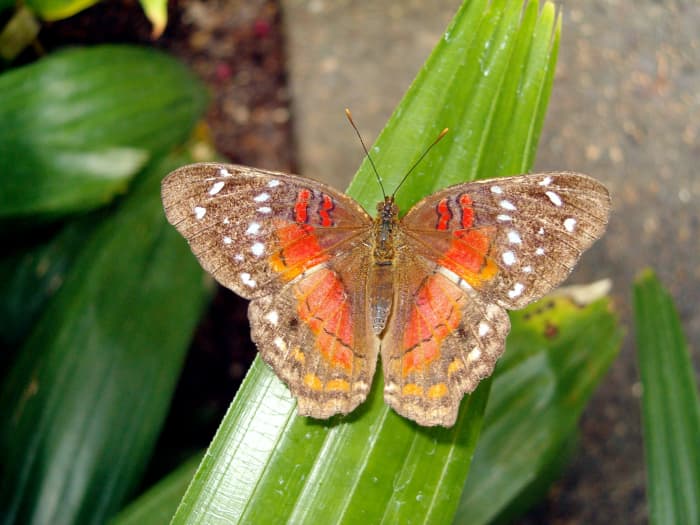 The Scarlet Peacock Butterfly on a leaf. One of the times I saw one in person, and I was so happy to see it!