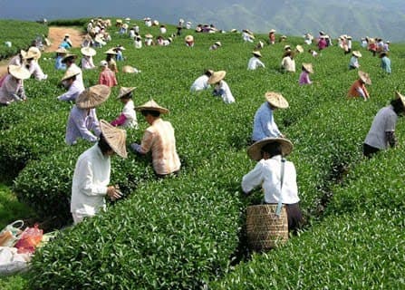 Tea being traditionally harvested. This article says that the best temperature for the water to be when green tea is made is 160F (boiling is 212F).