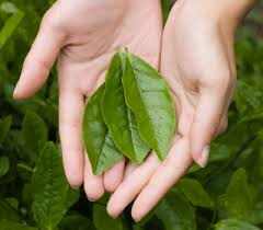 Green Tea leaves. Journal of Nutrition states that tea is the number one source of flavonoids (those cancer- and cholesterol-busting antioxidants) in the American diet.