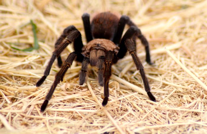 Arachnids are a great home remedy for the prevention of an infestation of house guests.