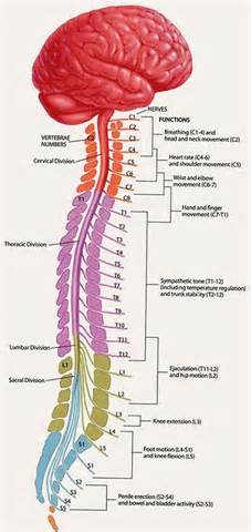 The spinal cord is a long cable-like structure made up of hundreds of nerve fibers, which is approximately 17 inches (42 cm) long.