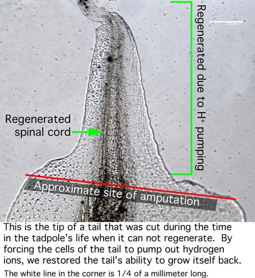 An exciting scientific breakthrough: Scientists initiate appendage regrowth in a tadpole- after the time a tadpole normally would not replace a loss.
