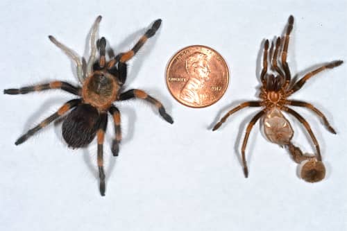 Left: Mexican Red Knee Tarantula with 2 recently regenerated legs on the left superior. Right: Molt which preceded the photo.