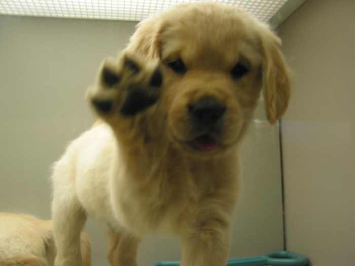 My PreLAT Behavior Modification Plan for Reactive Dogs HubPages